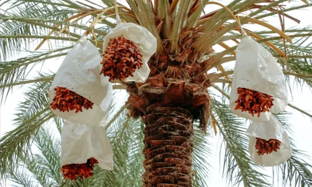 Phoenix Dactylifera Atau Pohon Kurma Yang Manis Dan Sehat