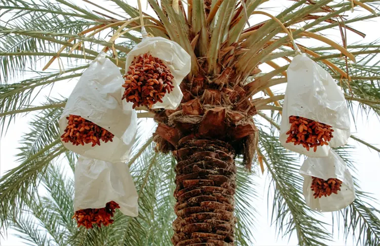 Phoenix Dactylifera Atau Pohon Kurma Yang Manis Dan Sehat