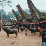 Budaya Pasubung Di Toraja Memiliki Makna Dan Tujuan