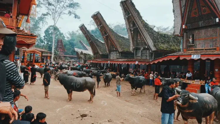 Budaya Pasubung Di Toraja Memiliki Makna Dan Tujuan