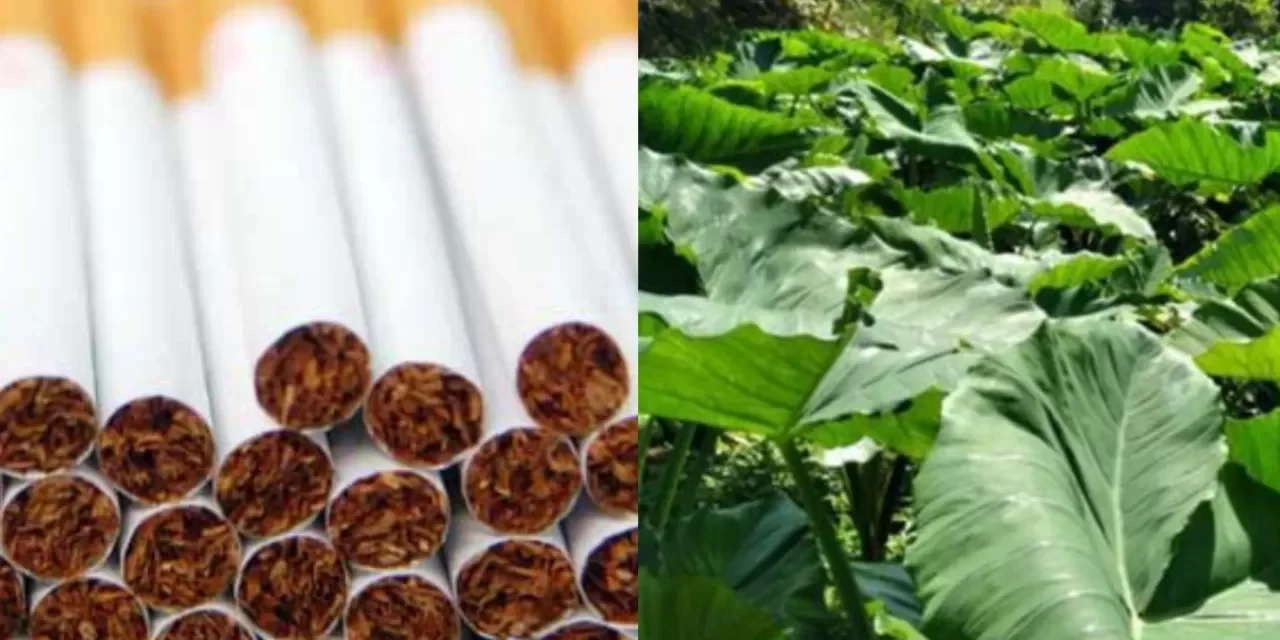 Tumbuhan Alami Yang Daunnya Biasa Di Gunakan Untuk Rokok