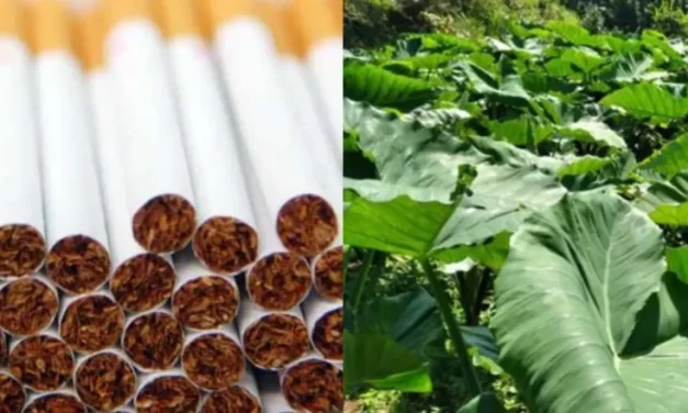 Tumbuhan Alami Yang Daunnya Biasa Di Gunakan Untuk Rokok