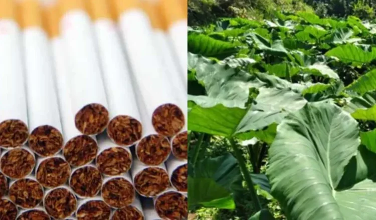 Tumbuhan Alami Yang Daunnya Biasa Di Gunakan Untuk Rokok