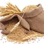Hasil Alam Serealla Yang Di Proses Menjadi Gandum