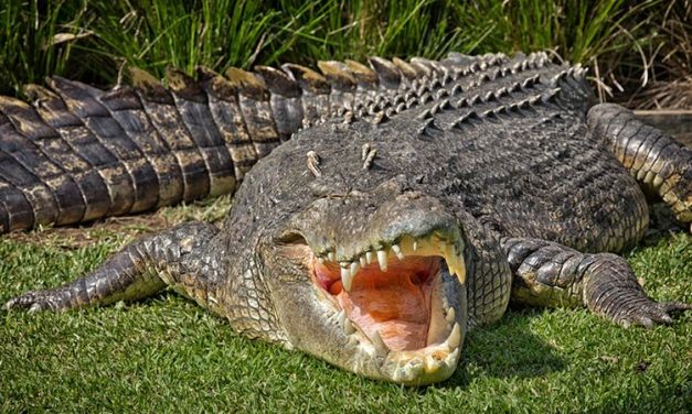 Hewan Reptil Buaya Yang Sangat Buas Dan Ganas