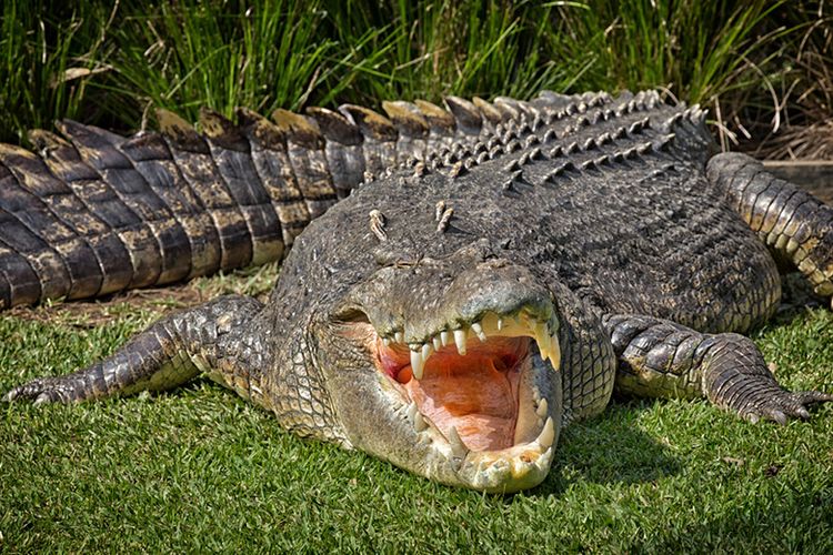Hewan Reptil Buaya Yang Sangat Buas Dan Ganas