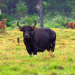 Hewan Mamalia Banteng Yang Berkuku Genap