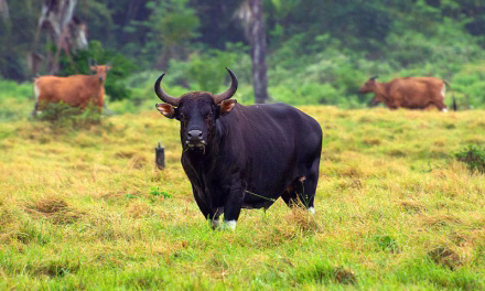 Hewan Mamalia Banteng Yang Berkuku Genap