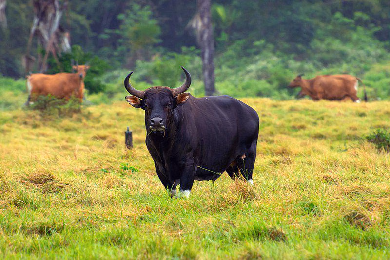 Hewan Mamalia Banteng Yang Berkuku Genap