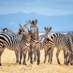 Hewan Unik Mamalia Zebra Bertubuh Belang