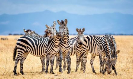 Hewan Unik Mamalia Zebra Bertubuh Belang