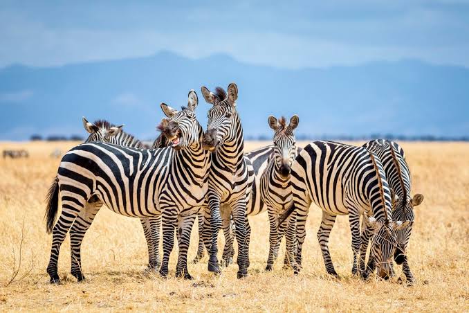Hewan Unik Mamalia Zebra Bertubuh Belang