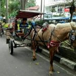 Transportasi Unik Delman Dengan Hewan Kuda Di Depan