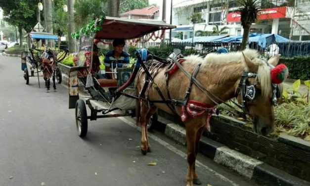 Transportasi Unik Delman Dengan Hewan Kuda Di Depan