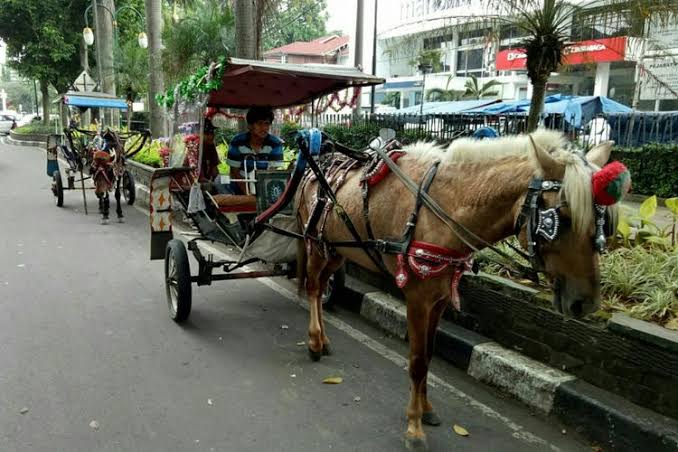 Transportasi Unik Delman Dengan Hewan Kuda Di Depan